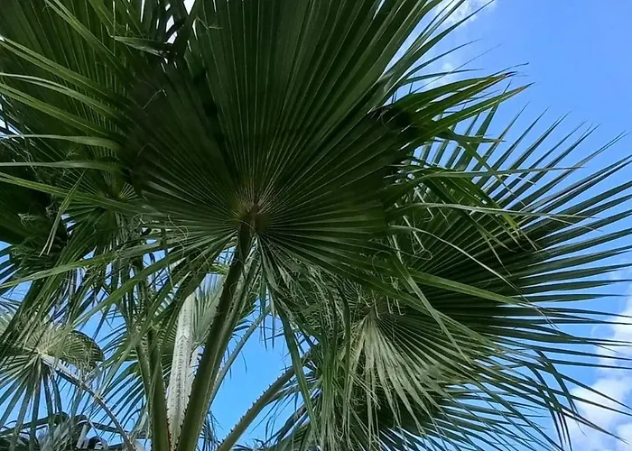 Acacia * Calonge