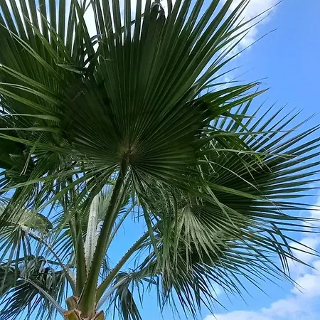 Acacia * Калонже